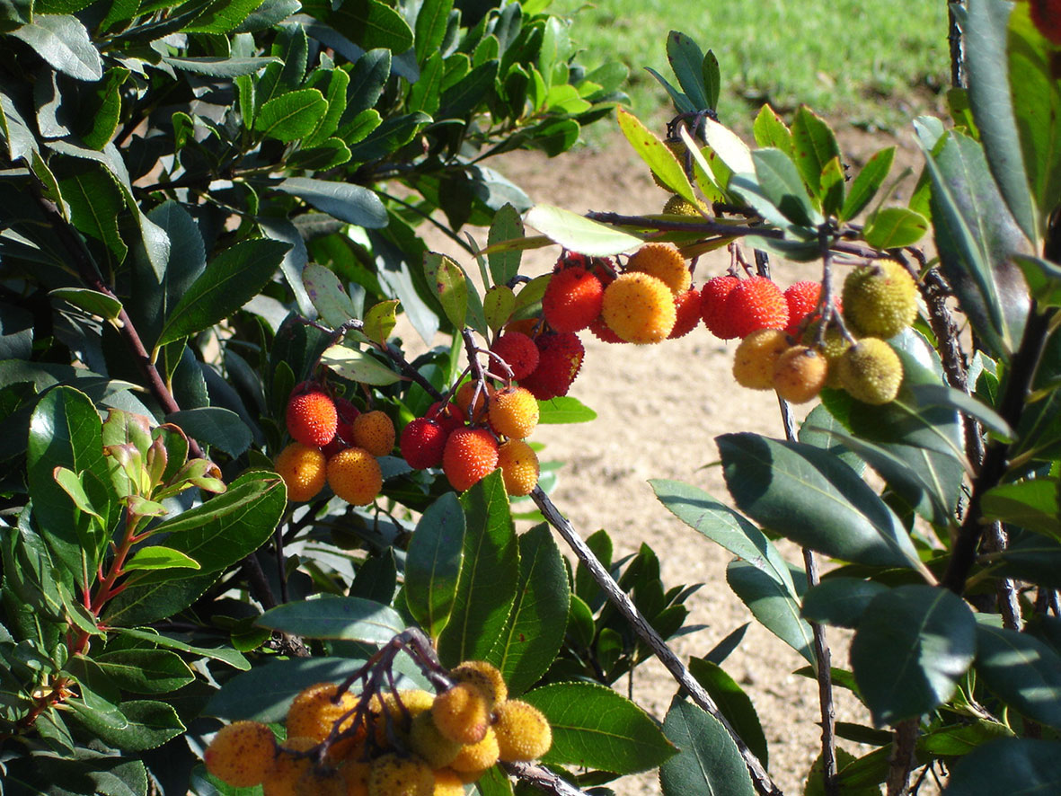Thymian Stellenanzeige